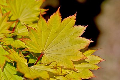Acer shirasawanum 'Aureum'- javor Shirasawův - list